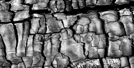 Burnt wood